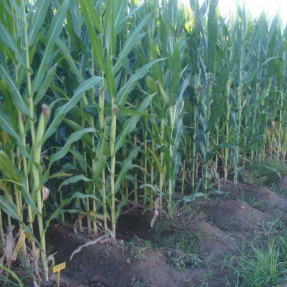 Compost aplicado como abono de fondo en cultivo de maíz (2 t/ha) / Compost applied as base fertilizer, at 2 t/ha dose, in a corn trial