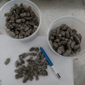 Cenizas volantes acondicionadas / Fly ash pellets