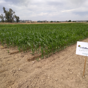 Cultivo maiz / Corn crop - Jul18