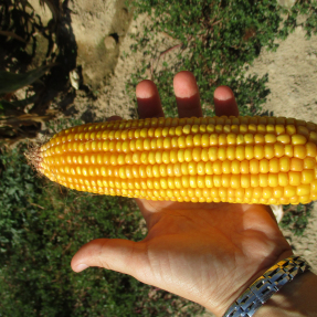 Maíz / Corncob - Sep18