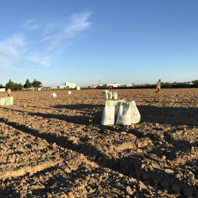 Abonado de fondo / Underground fertilization