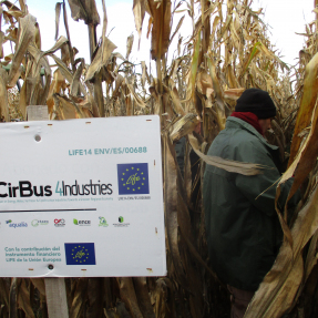 Cosecha maíz / Corn harvest - Nov18