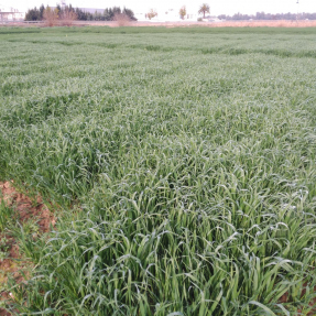 Cereales de invierno - Dic18 / Winter cereals - Dec18