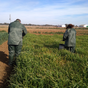 Abonado de cobertera en cereales de invierno / Winter cereals´ top dressing - Feb 2019