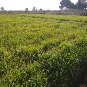 Cereales de invierno / Winter cereals - Feb 2019