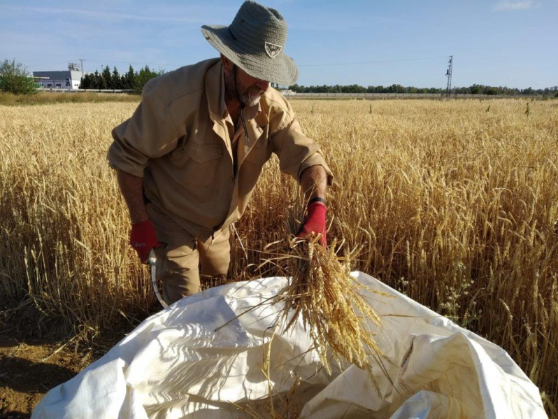 19 06 cosecha cereales invierno