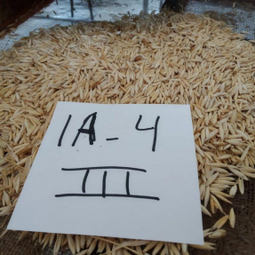 Cosecha de cereales de invierno: Avena / Winter cereal harvest: Oat - Jun 19