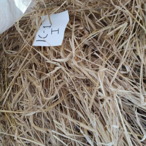 Cosecha de cereales de invierno: Cebada / Winter cereal harvest: Barley - Jun 19