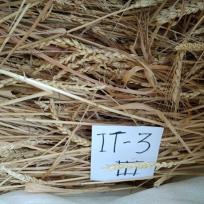 Cosecha de cereales de invierno: Trigo / Winter cereal harvest: Wheat - Jun 19