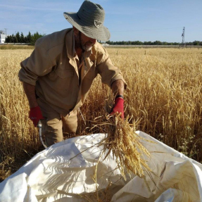 Cosecha de cereales de invierno / Winter cereal harvest - Jun 19