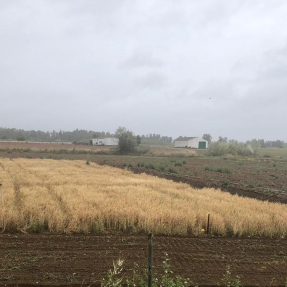 4ª visita seguimiento / 4th visit monitoring   24.04.2019 - Campos de Ensayo / Trial Fields