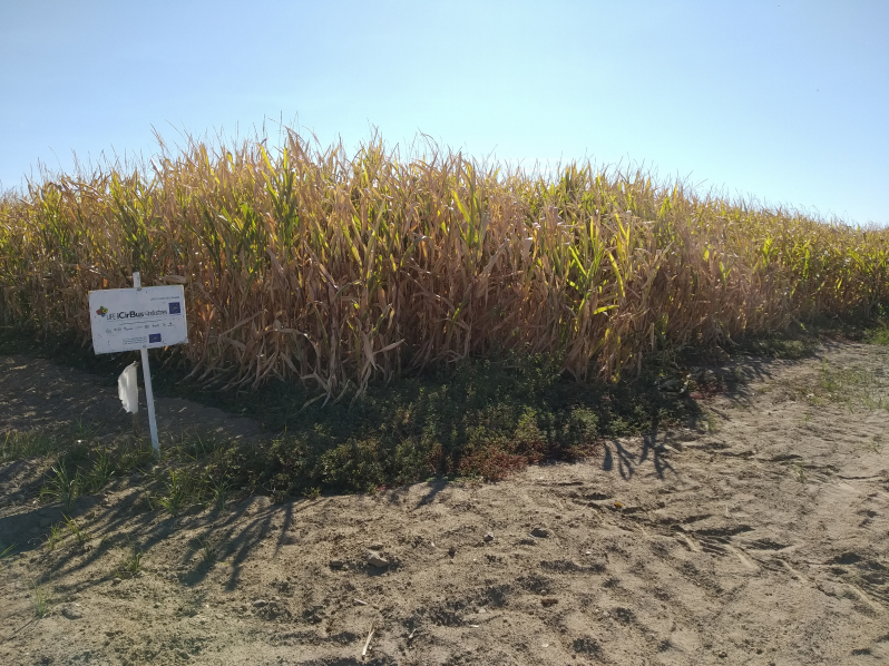 validación agricola maiz 2019 oct-19