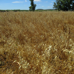 Avena / Oat  - Jun 20