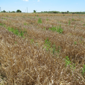 Cebada / Barley - Jun 20