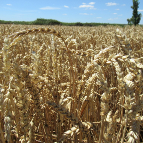 Trigo / Wheat - Jun 20