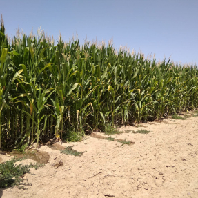 Cultivo maíz - Ago18 / Corn crop - Aug18
