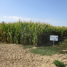 Cultivo maiz / Corn crop - Sep18