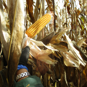 Cosecha maíz / Corn harvest - Nov18