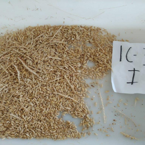 Cosecha de cereales de invierno: Cebada / Winter cereal harvest: Barley - Jun 19